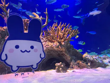 新江ノ島水族館に投稿された画像（2026/9/14）