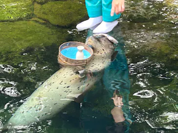 箱根園水族館に投稿された画像（2026/9/14）