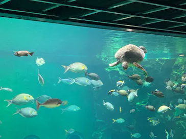 箱根園水族館に投稿された画像（2026/9/14）