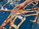 竹島水族館に投稿された画像（2026/9/14）