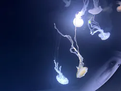 サンシャイン水族館に投稿された画像（2026/9/14）