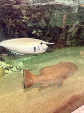 九十九島水族館海きららに投稿された画像（2026/9/14）