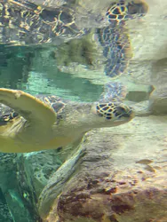 九十九島水族館海きららに投稿された画像（2026/9/14）