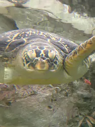 九十九島水族館海きららに投稿された画像（2026/9/14）