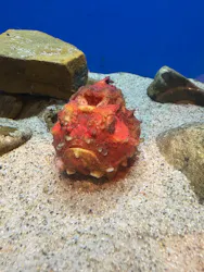 九十九島水族館海きららに投稿された画像（2026/9/14）