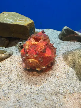 九十九島水族館海きららに投稿された画像（2026/9/14）
