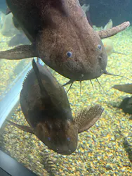 世界淡水魚園水族館　アクア・トトぎふに投稿された画像（2026/9/14）