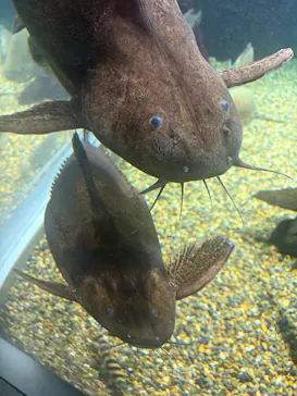 世界淡水魚園水族館　アクア・トトぎふに投稿された画像（2026/9/14）