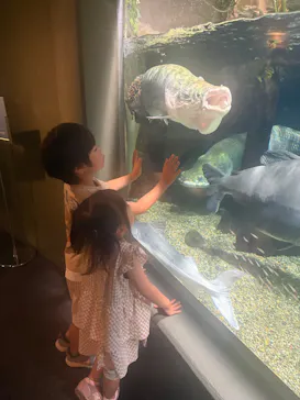 世界淡水魚園水族館　アクア・トトぎふに投稿された画像（2026/9/14）
