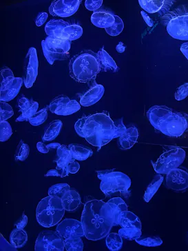 沖縄美ら海水族館に投稿された画像（2026/9/14）
