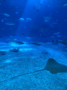 沖縄美ら海水族館に投稿された画像（2026/9/14）