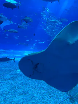 沖縄美ら海水族館に投稿された画像（2026/9/14）