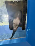 滋賀県立琵琶湖博物館に投稿された画像（2026/9/14）