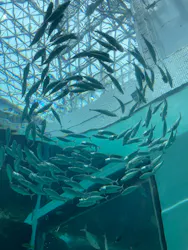 名古屋港水族館に投稿された画像（2026/9/14）