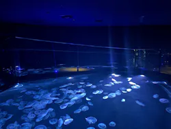 すみだ水族館に投稿された画像（2026/9/14）
