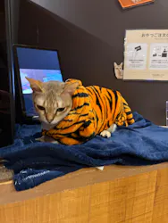猫カフェモカ 名古屋栄店に投稿された画像（2026/9/14）