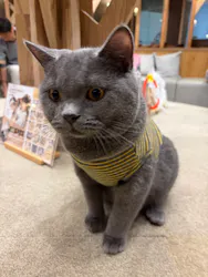 猫カフェモカ 名古屋栄店に投稿された画像（2026/9/14）