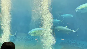 葛西臨海水族園に投稿された画像（2026/9/15）