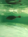 滋賀県立琵琶湖博物館に投稿された画像（2026/9/15）
