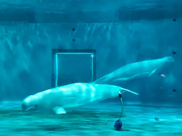 島根県立 しまね海洋館に投稿された画像（2026/9/15）