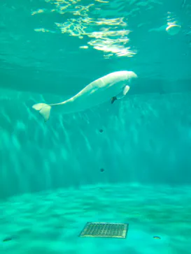 島根県立 しまね海洋館に投稿された画像（2026/9/15）