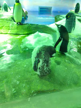 島根県立 しまね海洋館に投稿された画像（2026/9/15）
