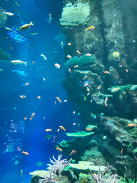 島根県立 しまね海洋館に投稿された画像（2026/9/15）