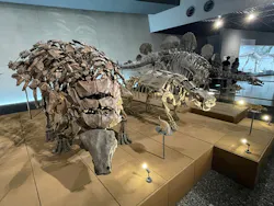 福井県立恐竜博物館に投稿された画像（2026/9/15）