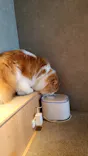 猫カフェモカ　神戸三宮店に投稿された画像（2026/9/15）