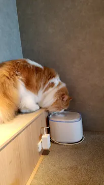 猫カフェモカ　神戸三宮店に投稿された画像（2026/9/15）