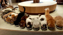 猫カフェモカ　神戸三宮店に投稿された画像（2026/9/15）