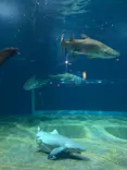 アクアワールド茨城県大洗水族館に投稿された画像（2026/9/15）