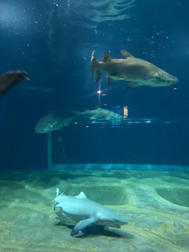 アクアワールド茨城県大洗水族館に投稿された画像（2026/9/15）