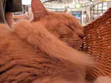 猫カフェモカ　池袋東口店に投稿された画像（2026/9/16）