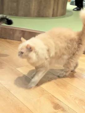 猫カフェモカ　池袋東口店に投稿された画像（2026/9/16）
