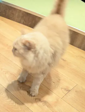 猫カフェモカ　池袋東口店に投稿された画像（2026/9/16）