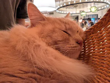 猫カフェモカ　池袋東口店に投稿された画像（2026/9/16）