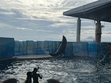 新江ノ島水族館に投稿された画像（2026/9/16）
