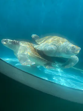 沖縄美ら海水族館に投稿された画像（2026/9/16）