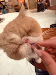 猫カフェモカ　神戸三宮店に投稿された画像（2026/9/16）
