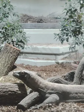 名古屋市東山動植物園に投稿された画像（2026/9/16）