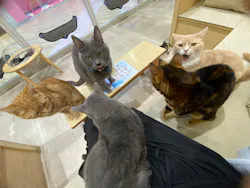 Moff animal cafe イオンモール成田店に投稿された画像（2026/9/16）