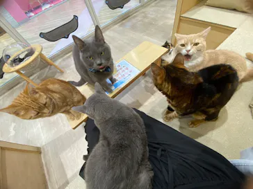 Moff animal cafe イオンモール成田店に投稿された画像（2026/9/16）