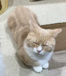 Moff animal cafe イオンモール成田店に投稿された画像（2026/9/16）