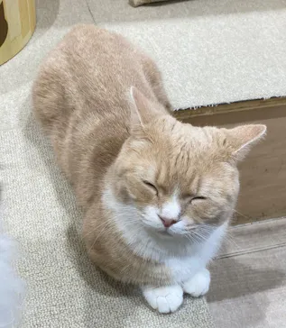 Moff animal cafe イオンモール成田店に投稿された画像（2026/9/16）