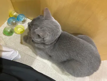 Moff animal cafe イオンモール成田店に投稿された画像（2026/9/16）