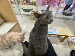 Moff animal cafe イオンモール成田店に投稿された画像（2026/9/16）