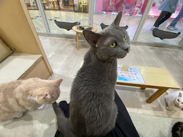 Moff animal cafe イオンモール成田店に投稿された画像（2026/9/16）