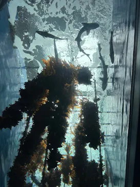 仙台うみの杜水族館に投稿された画像（2026/9/16）