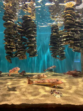 仙台うみの杜水族館に投稿された画像（2026/9/16）